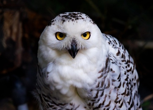 Female