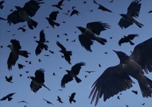 Flock of Crows_1