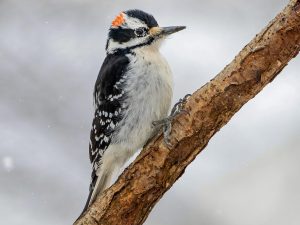 Hairy Woodpecker