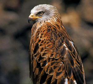 Hawk Up Close