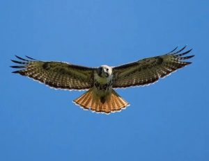 Hawk flying towards camera