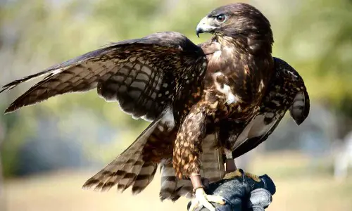 Hawks In Tennessee