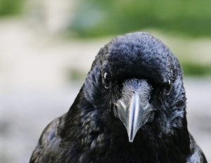How Long Do Crows Live
