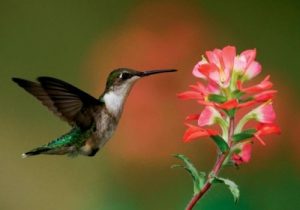 Hummingbird-Illinois