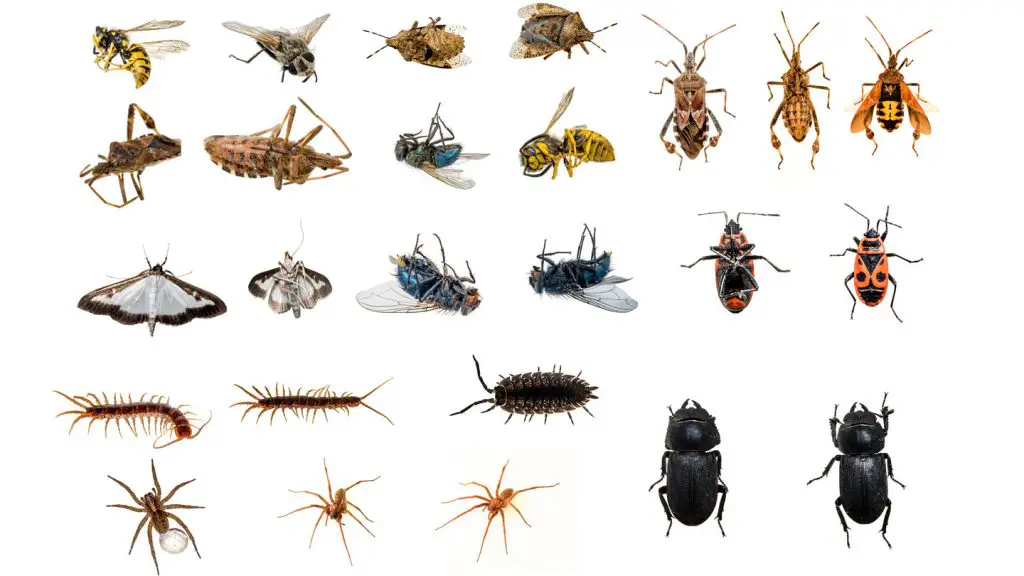 Insects