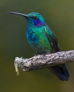 Mexican Violetear 