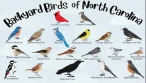North Carolina Birds