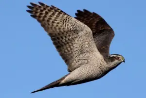 Northern Goshawk