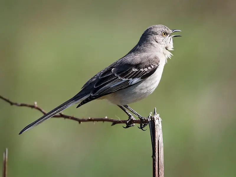 Northern Mockingbird