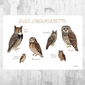 Owls In Massachusetts