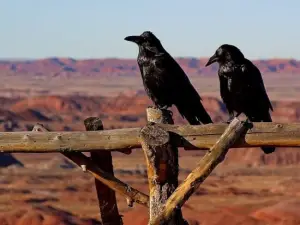 two crows on a horizontal wooden pole