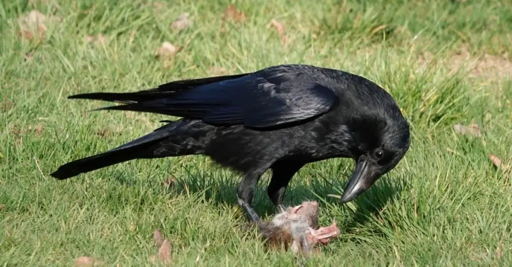 Predators
