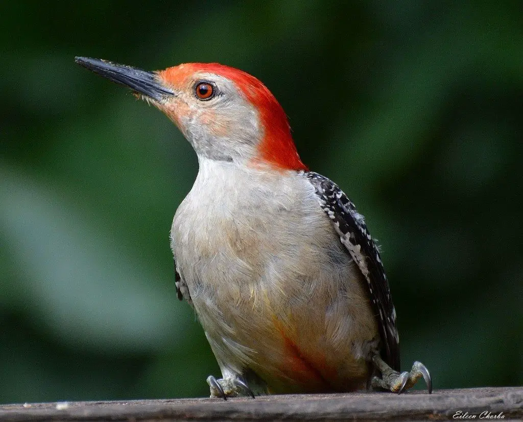 The Red Bellied Woodpecker beckons us to come out and put some peanuts on the porch for them almost every day but especially when it isn't there already. These woodpeckers are not in the slightest afraid of us either...they are inquisitive; beautiful creatures and we enjoy them so. Red-Bellied Woodpecker