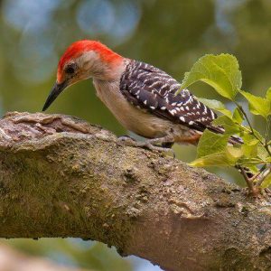 Red-Bellied Woodpecker