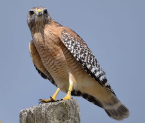 Red-Shouldered Hawk