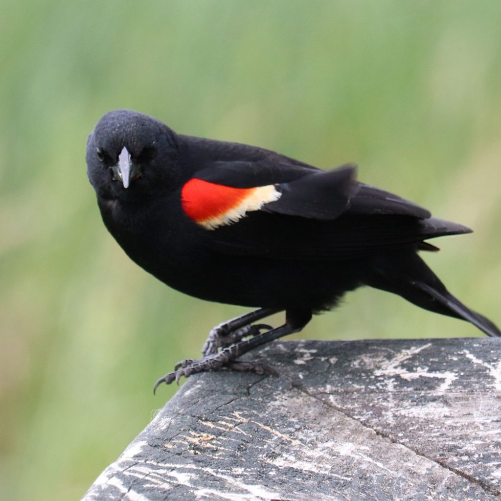 Red-Winged Blackbird