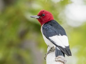Red-headed Woodpecker