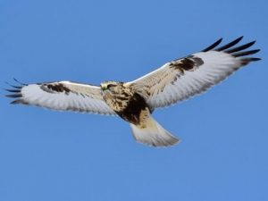 Rough-Legged Hawk
