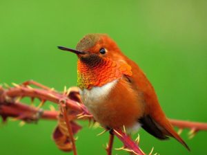 Rufous Hummingbird