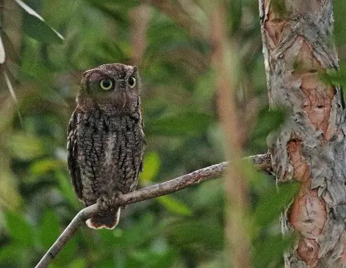 Gray Morph
