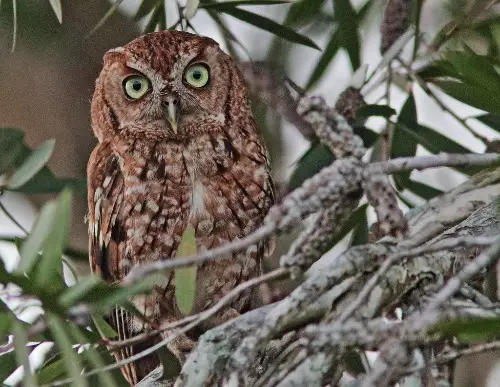 Rufous Morph