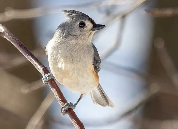 Tufted Titmice