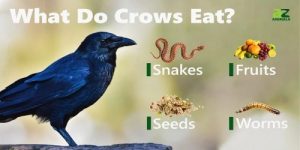 What Do Crows Eat_1