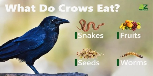 What Do Crows Eat_1