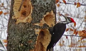 Woodpecker boring holes on tree bark