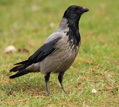 Crow