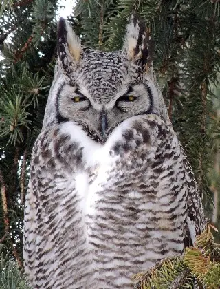 Female