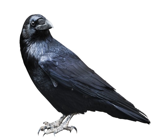 Raven