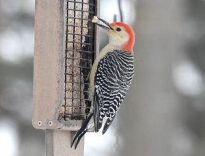 woodpeckers minnesota