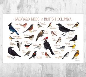 Birds-Of-British-Columbia_2