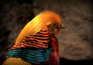 Birds With Crazy Hair
