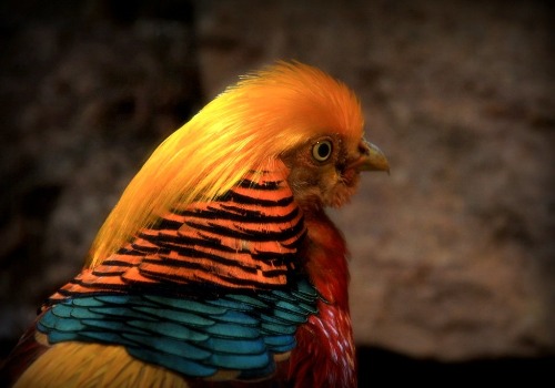 Birds With Crazy Hair: 15 Species Sporting Stylish 'Dos - BirdingHub