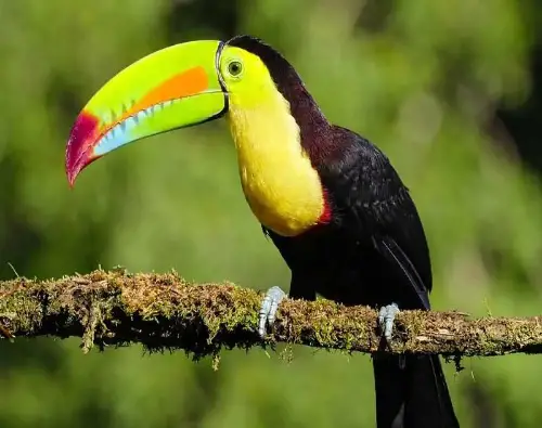 Birds-With-Long-Beaks_1