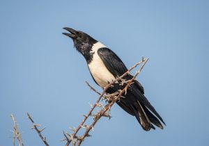 Black And White Birds