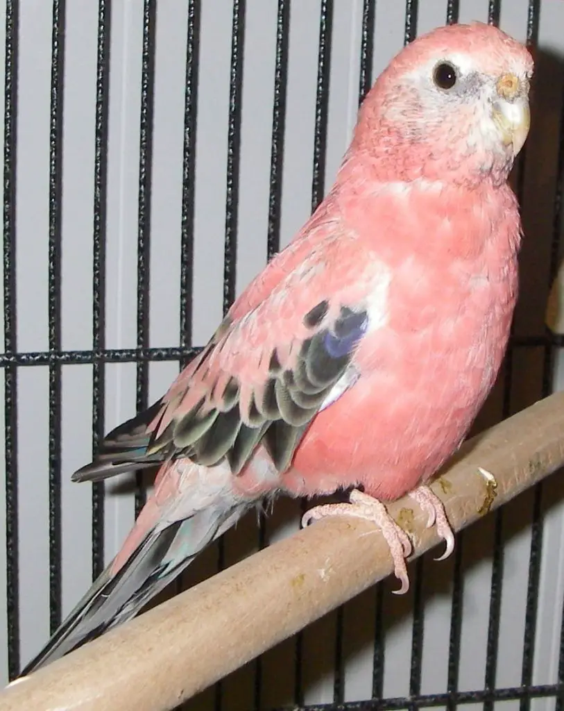 Bourke's Parakeets