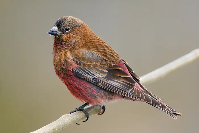 Brown Capped Rosy-Finch