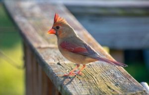 Cardinal