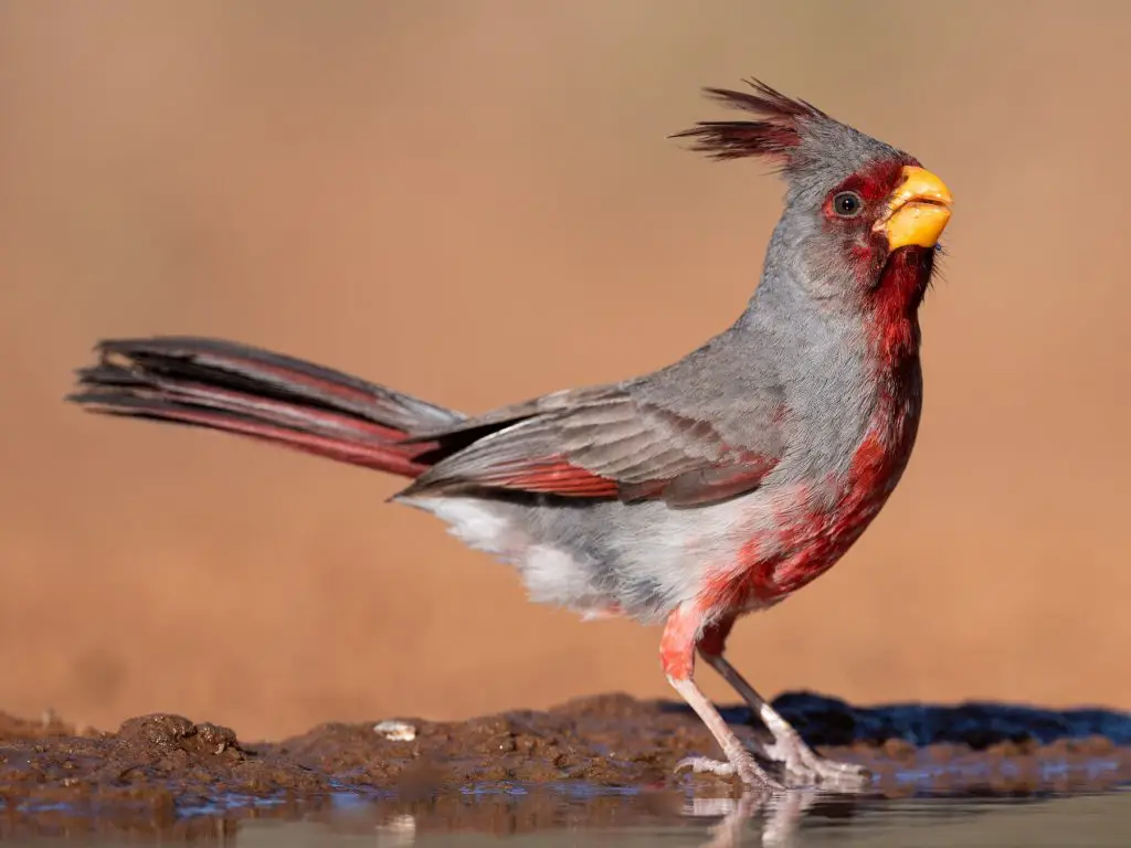 Desert Cardinal