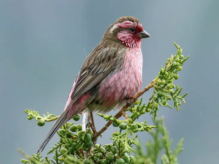 Himalayan White-browed Rosefinches