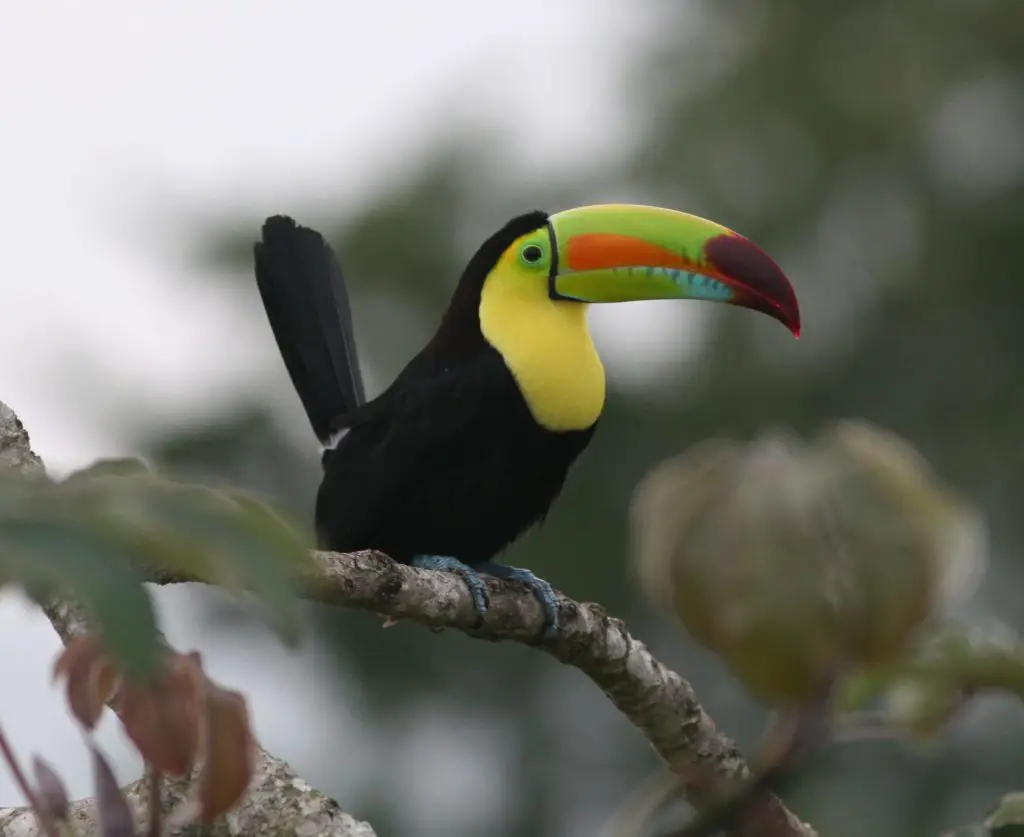 Keel-Billed Toucan