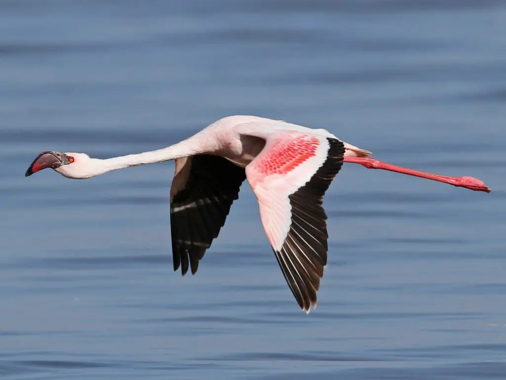 Lesser Flamingo