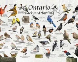 Ontario-Birds_1