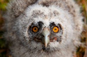 Owl-fierce-look-on-camera_1