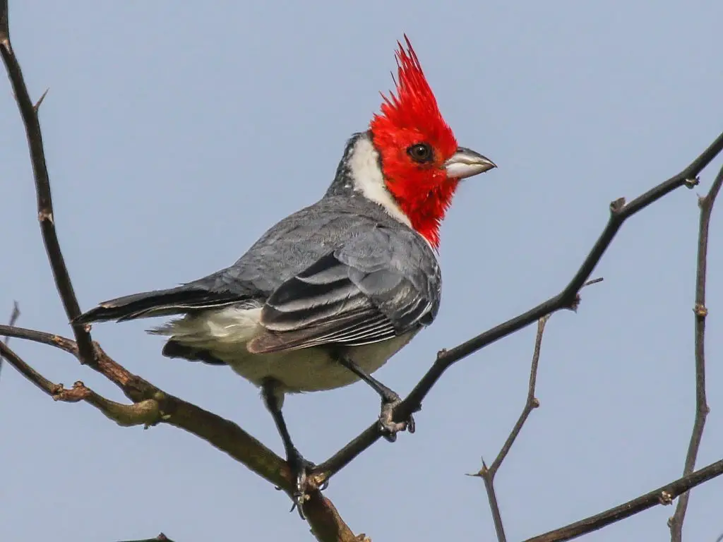 Red-Crested Cardinal