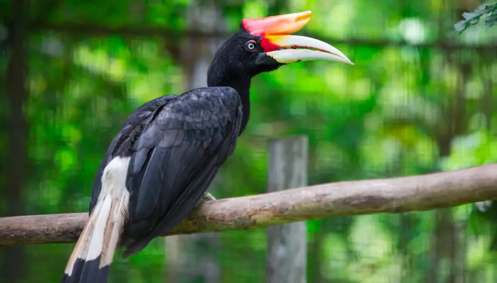 Rhinoceros Hornbill