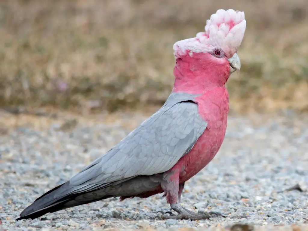 Rose-Breasted Cockatoo